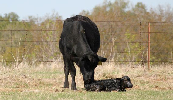 Herd Care