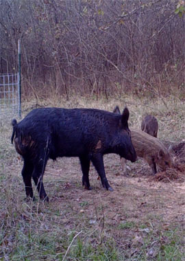 Hog Hunting