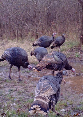 Turkey Hunting